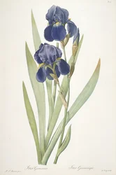 Iris germanica (Iris barbu), 1812
